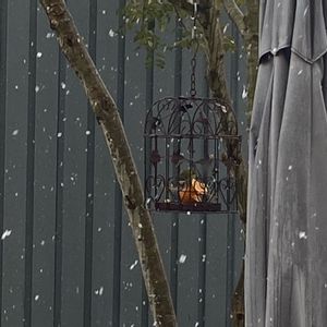 シマトネリコ,野鳥(メジロ),雪景色,メジロ,ののこ鳥籠の画像