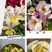 プリムラ　ジュリアン,ビオララビットウィングス,冬の花,ビオラ・パンジー,冬野菜の画像