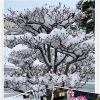 ドウダンツツジ,ネメシア　ピーチパイ,雪❄,大寒波,お花とお友達の画像
