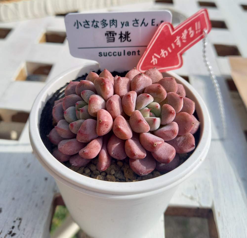 【希少】多肉植物 グラプトベリア 雪桃