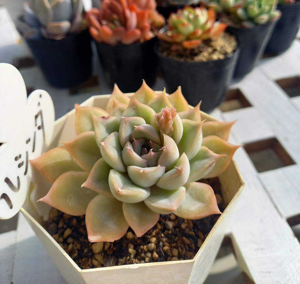 ︎【極上品】タイチンクオーツ  ルース 26.3g ⭐︎極上品タイチンクオーツ ルース 26.3g ⭐︎天然ゴールド