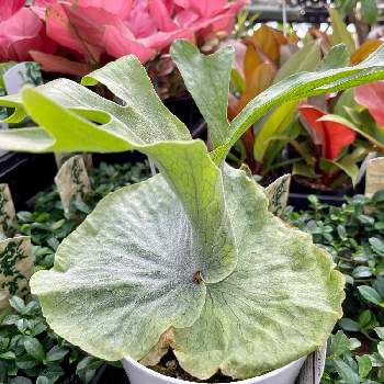 ビカクシダ サイコー P.Saikeaw ビカ森