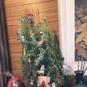 ゴールドクレスト,ゴールドクレスト☆,クリスマスツリー,寄せ植え,おうち園芸の画像