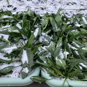 ほうれん草,冬野菜,寒さに負けない,葉物 野菜の画像