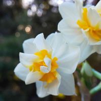 スイセン,八重咲き水仙,八重咲き水仙,お庭,白い花の画像