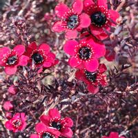 マヌカ,ギョリュウバイ,ギョリュウバイ（御柳梅）,赤い花,フトモモ科の画像