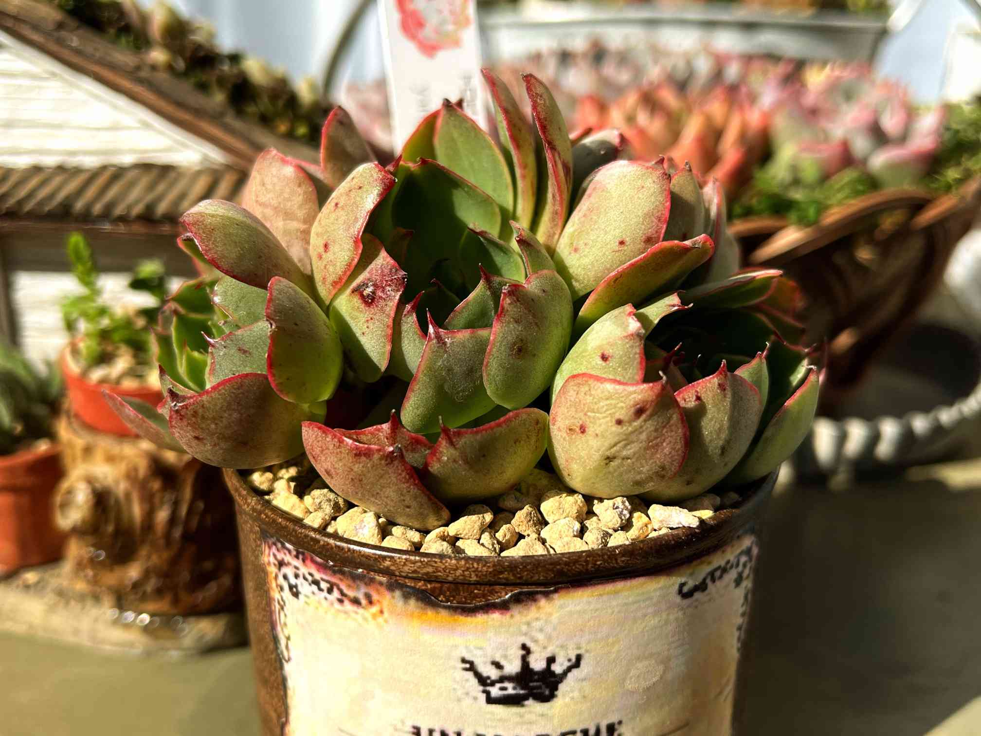 ヤンジン♡の一覧｜🍀GreenSnap（グリーンスナップ）