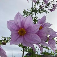 皇帝ダリアの画像