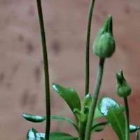 ブルーデージー,金曜日の蕾たち,東北人花の会,チーム魔女っ子,金曜日の蕾たちに投稿の画像