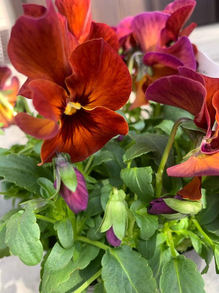 パンジーナチュレ マルベリーの投稿画像 By Hanakoさん 冬咲くパンジー ウィンターナチュレとパンジーと小さな庭とフリルパンジーとビオラ パンジーとパンビオとガーデニング初心者とjunk Sweet Garden Tef Tef とフリルパンジーとビオラ パンジーとパンビオと