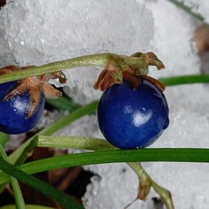 ジャノヒゲ,ジャノヒゲ(リュウノヒゲ),リュウノヒゲ,ジャノヒゲの種子,青い実の画像