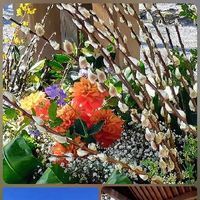 ユキヤナギ,スマホ撮影,♡今日のお花♡,景色,季節の花の画像