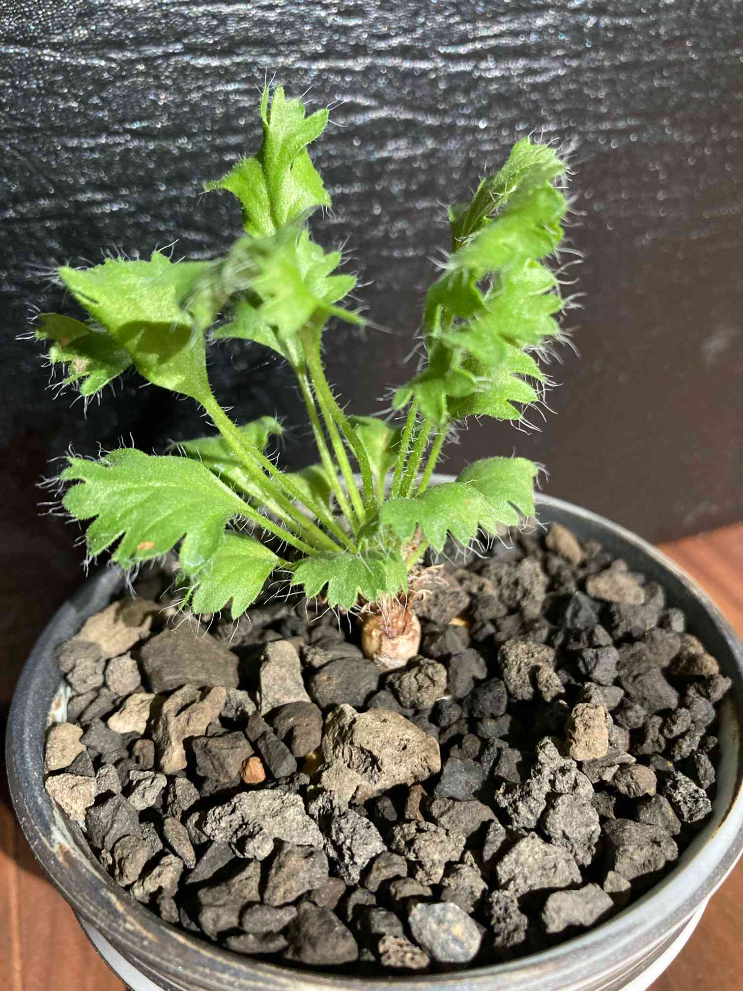 カロリヘンリキ ペラルゴニウム 実生 開花実績あり カロリ カロリヘンリキ ペラルゴニウム 実生 開花実績あり カロリ