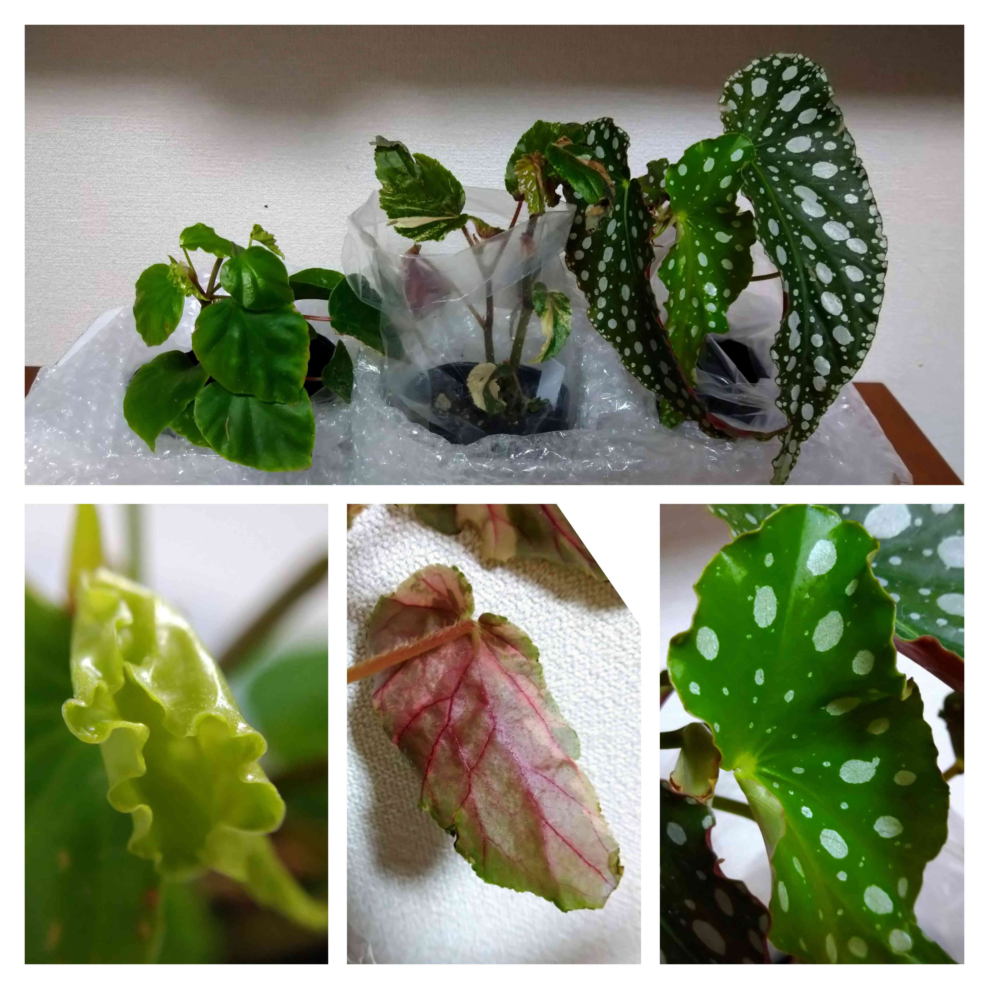 ジニー銀河の一覧|🍀GreenSnap(グリーンスナップ) ジニー銀河の一覧|🍀GreenSnap(グリーンスナップ)