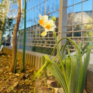 スイセン,ガーデニング,多肉初心者,花のある暮らし,グリーンのある暮らしの画像