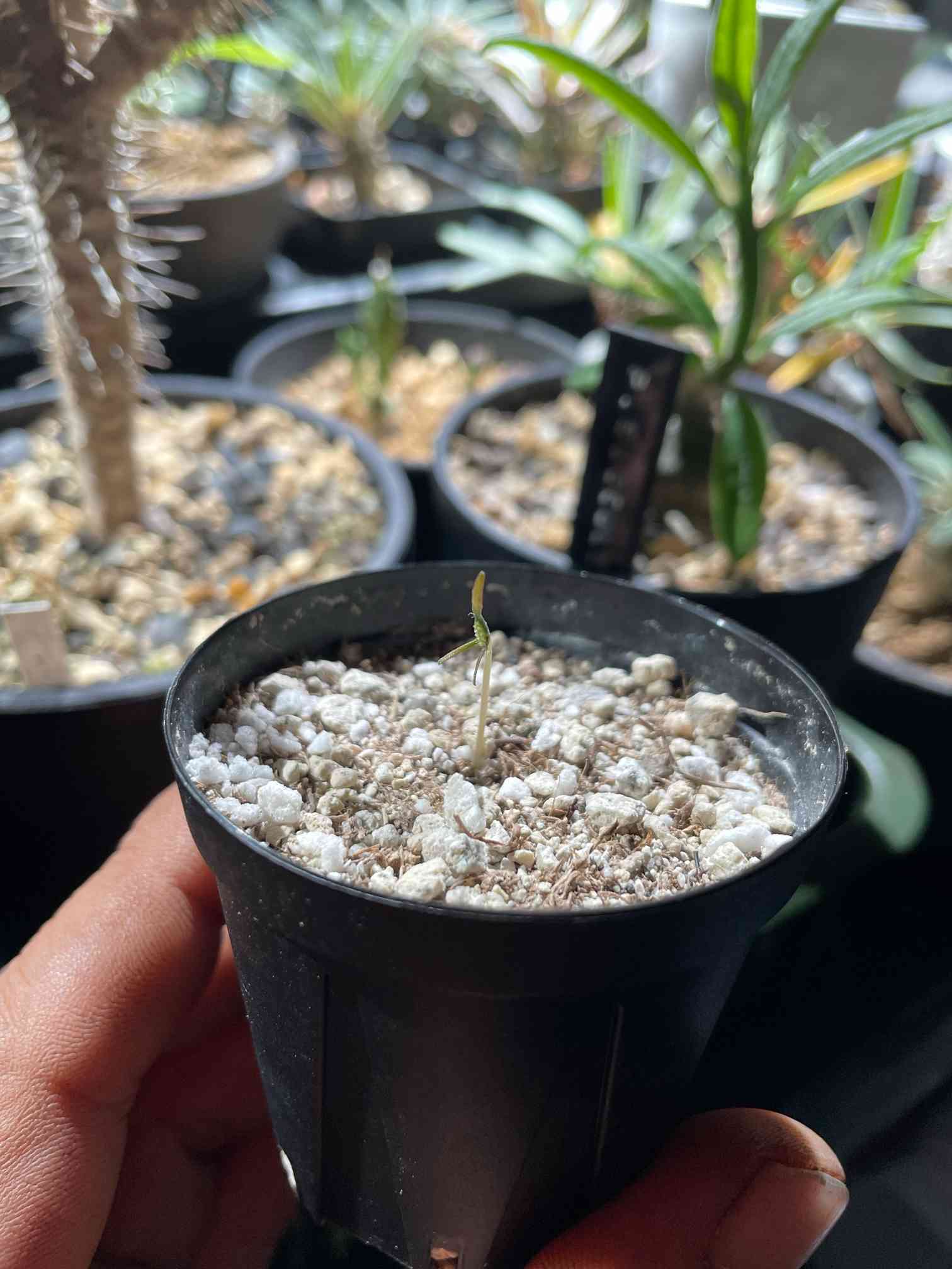 ドルステニア バルミニアナの一覧｜🍀GreenSnap（グリーンスナップ）