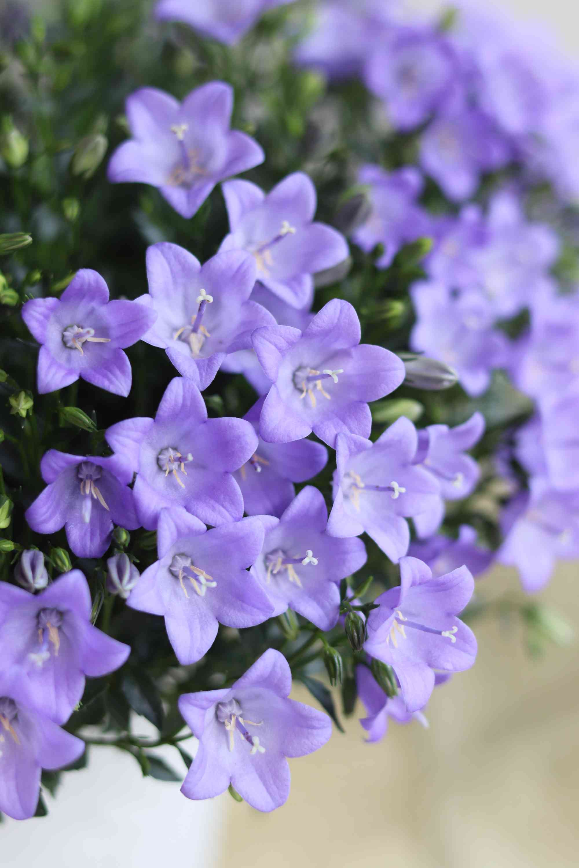 PW】カンパニュラ メリーベルの成長記録｜🍀GreenSnap（グリーンスナップ）