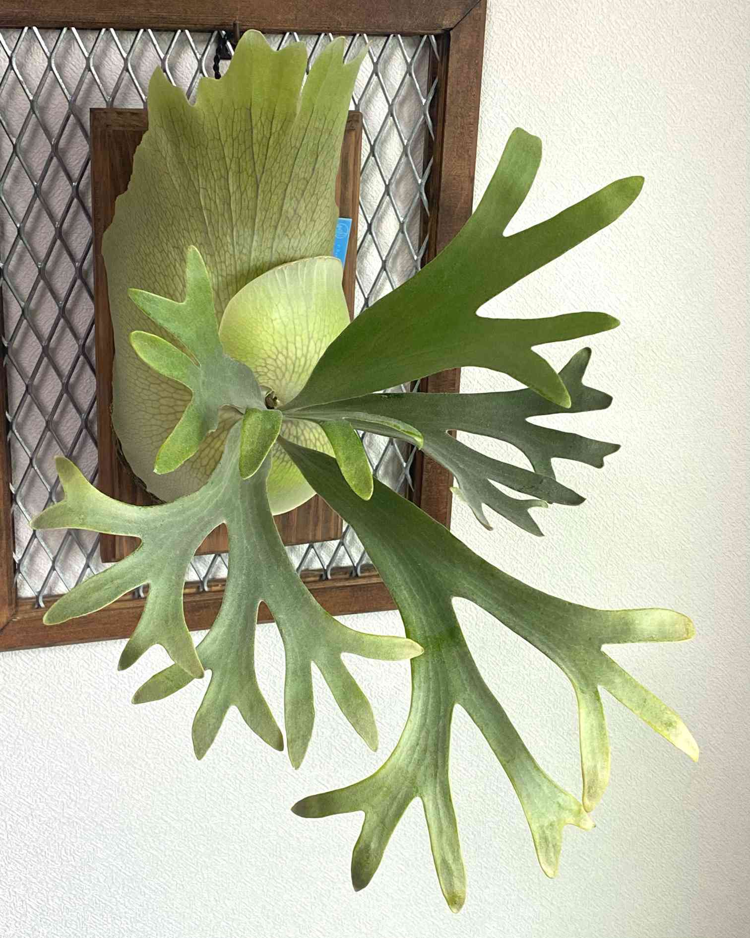 日本卸売 ビカクシダ P.Banna #A - 観葉植物