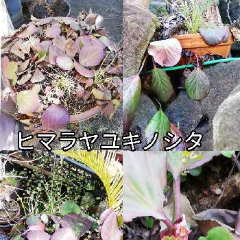 さくら サクラ 桜,GSでお買い物,植物のある暮らし,うまく育つといいな,旭山桜の苔玉の画像