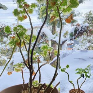 ペラルゴニウム フレグランス,斑入りゼラニウム.,Pelargonium zonale,アロマ,植物のある暮らしの画像