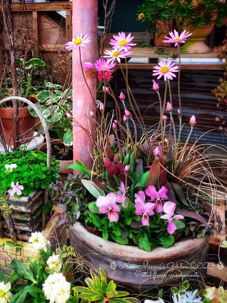 寄せ植えの投稿画像 by 猫みんみさん｜花のある暮らしと植物のある