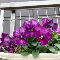 ビオラももか,ももか シリーズ,ハンギング,ビオラ　ももか　こうめ,ビオラももか こうめの画像