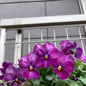 初心者,ガーデンフェンス,庭なし戸建,庭なしコンクリート,ぽんと置くだけフェンスの画像