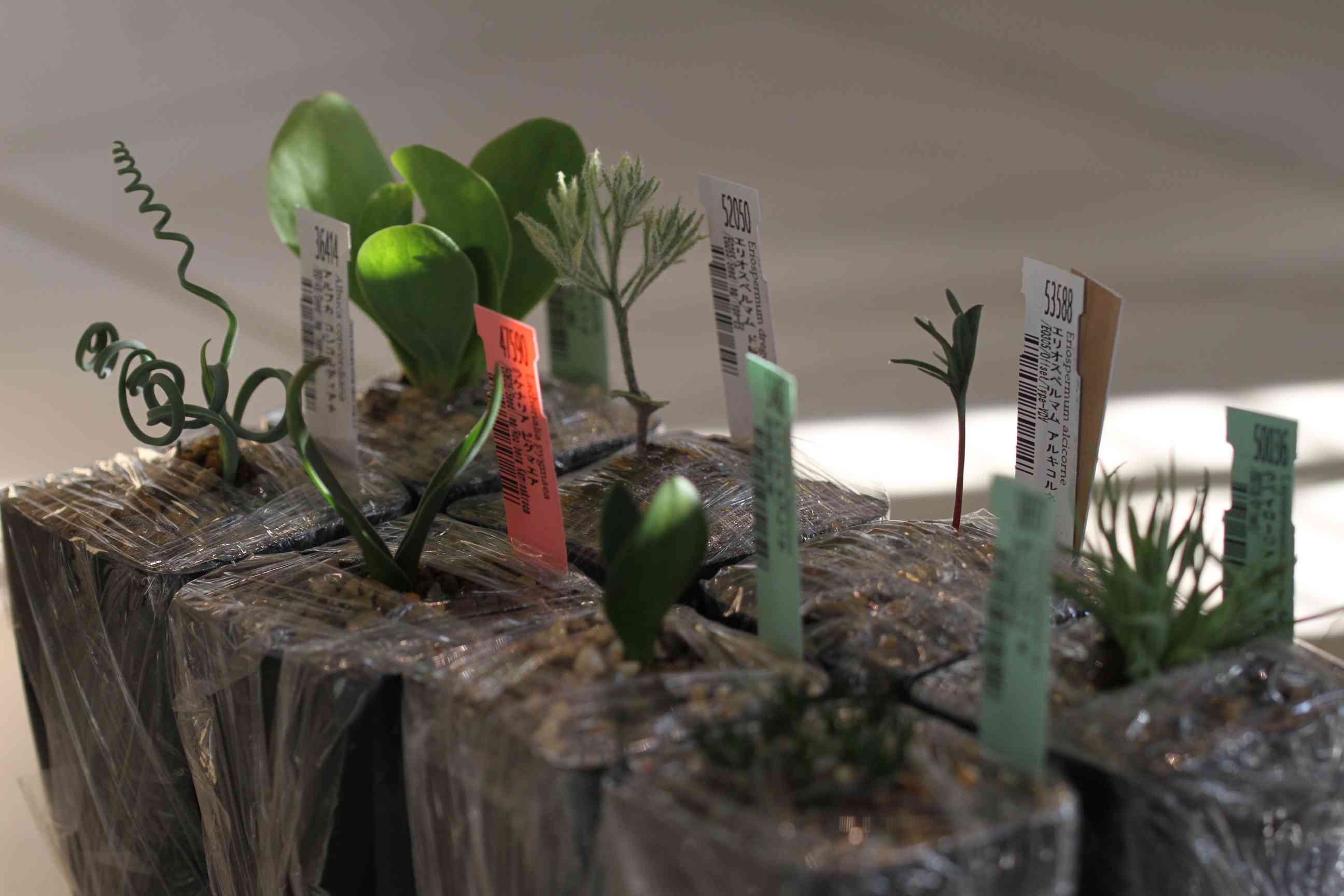 ケープバルブ：エリオクエスト 2023年福袋［レア植物の夢］：の
