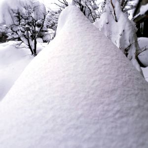 カシワバアジサイ,ジューンベリー,ヤマボウシ,ナツツバキ,大雪の画像