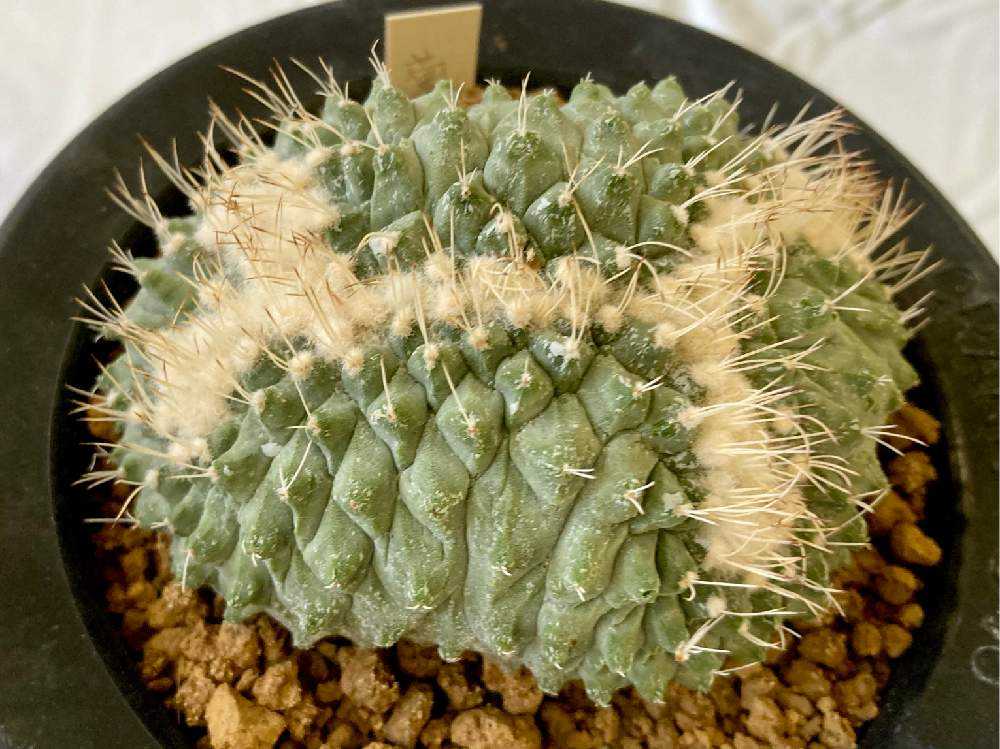 菊水ダブルヘッドモンスト