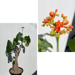 サンゴアブラギリ,珊瑚油桐,ヤトロファ・ポタグリカ,Jatropha podagrica,ヤトロファ　ポダグリカの画像