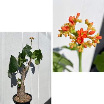 サンゴアブラギリ,珊瑚油桐,ヤトロファ・ポタグリカ,Jatropha podagrica,ヤトロファ　ポダグリカの画像