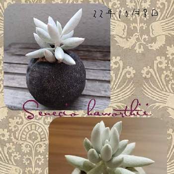 ブーゲンビリア,ベランダガーデン,ベランダガーデニング,ベランダの画像