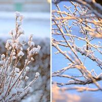 サツキ,ハクモクレン,雪.,広い庭の画像
