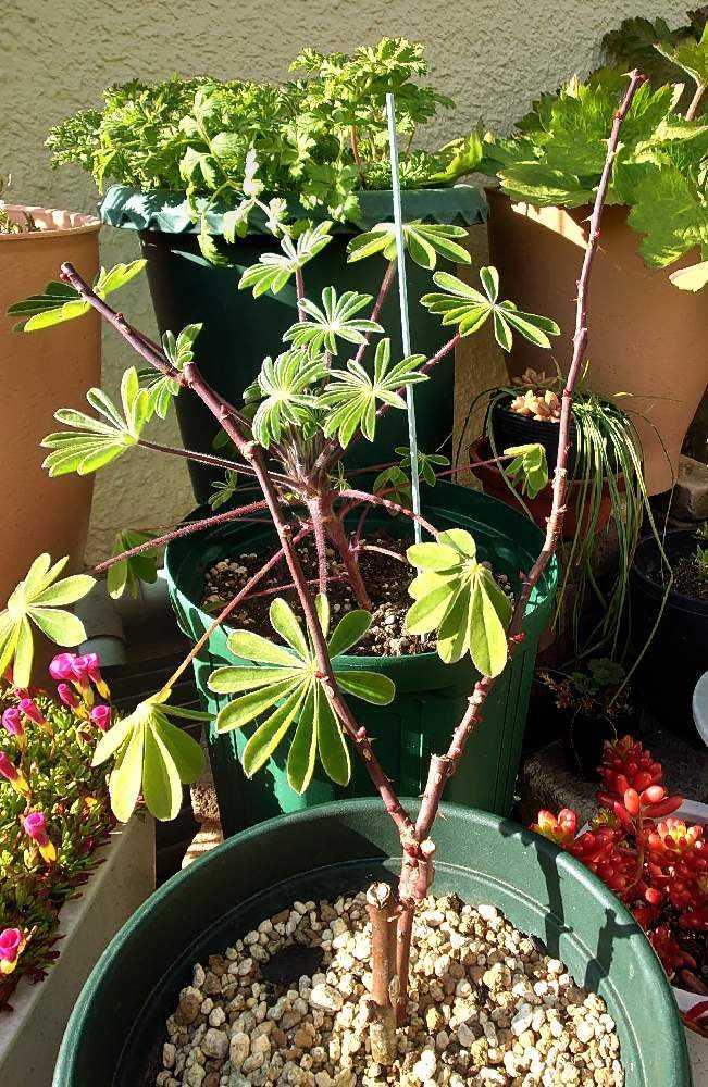 vol.6挿し木🥀𓈒𓂂𓇬成長記録✍️📝️ᝰꪑ📱｜🍀GreenSnap（グリーン