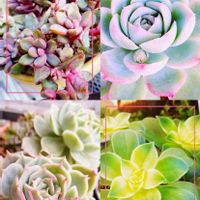 パープルドリーム,ラブウェイブ,M's Succulent Memories,多肉植物,花芽の画像