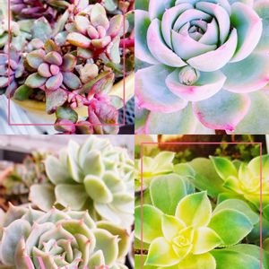 パープルドリーム,ラブウェイブ,M's Succulent Memories,多肉植物,花芽の画像