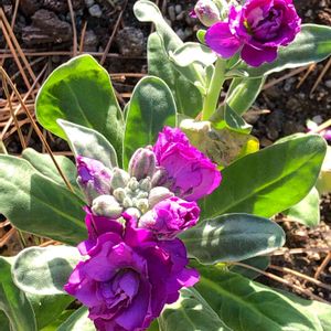 ストック,元気もらえる,紫色の花,ウォーキング,街の植栽の画像