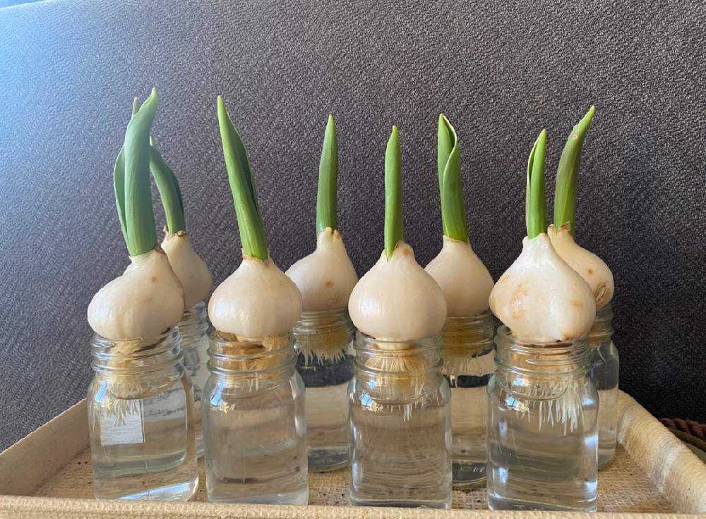 おうちの中に春が来た❣️「自家製冷蔵チューリップの水耕栽培記録