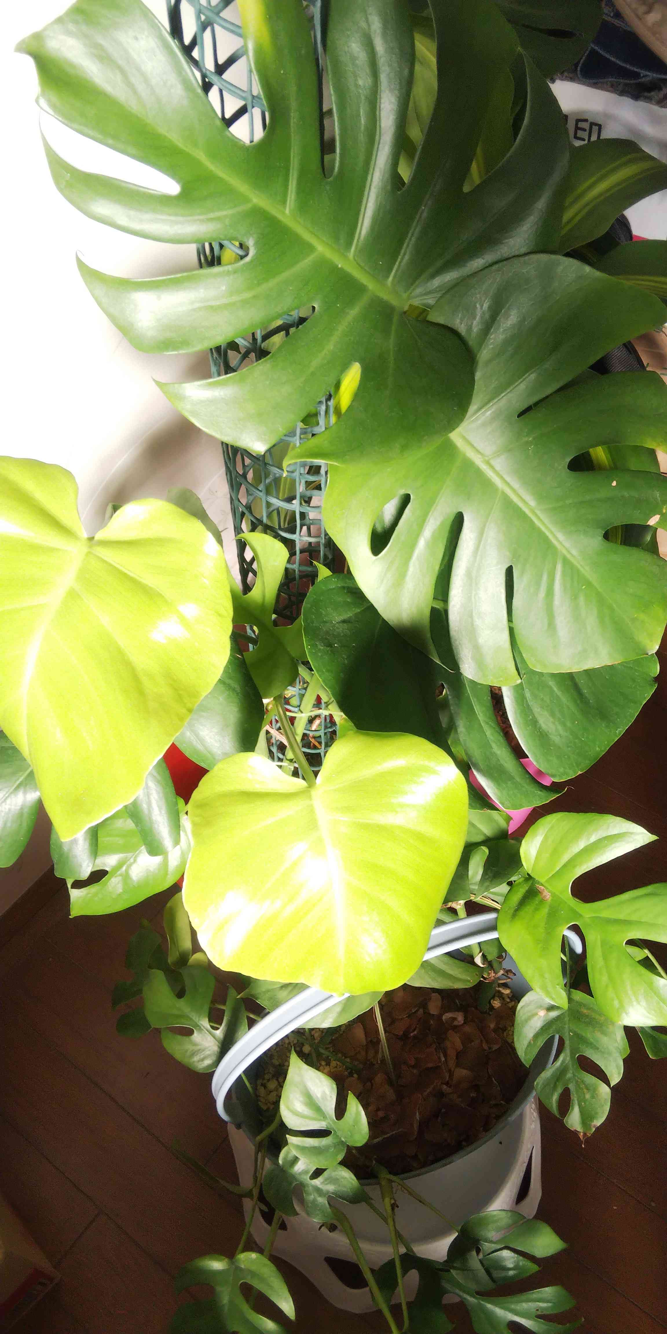 モンステラの植え替え🌿,,｜🍀GreenSnap（グリーンスナップ）