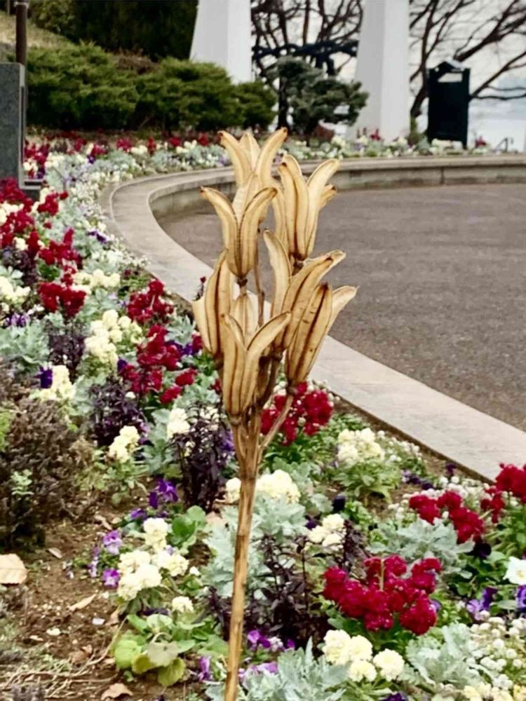 シゲルさんの港の見える丘公園への投稿