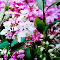 ヒメウツギ,春のお花,花のある幸せ,花の共演,花のあるの暮らしの画像
