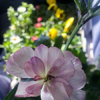 ラナンキュラス ラックス ヘスティア,ピンクの花,花のある生活,ナチュラルガーデン,おうち園芸の画像