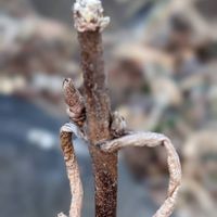 アジサイ,冬芽と葉痕,タマアジサイ,元気な月曜日❗️,シミュラクラ現象の画像