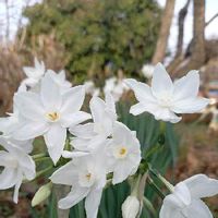 水仙,雪中花,白い水仙,観葉植物,ヒガンバナ科の画像