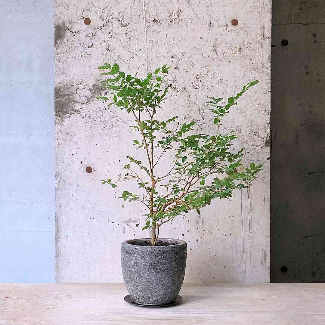 【終了】ジャボチカバ　鉢植え（13号相当40cm鉢） 終了】ジャボチカバ 鉢植え（13号相当40cm鉢）