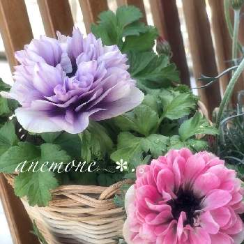 アネモネ  シフォンダブル,アネモネ クラシカルピンク,春のお花,癒し,アネモネ 八重の画像