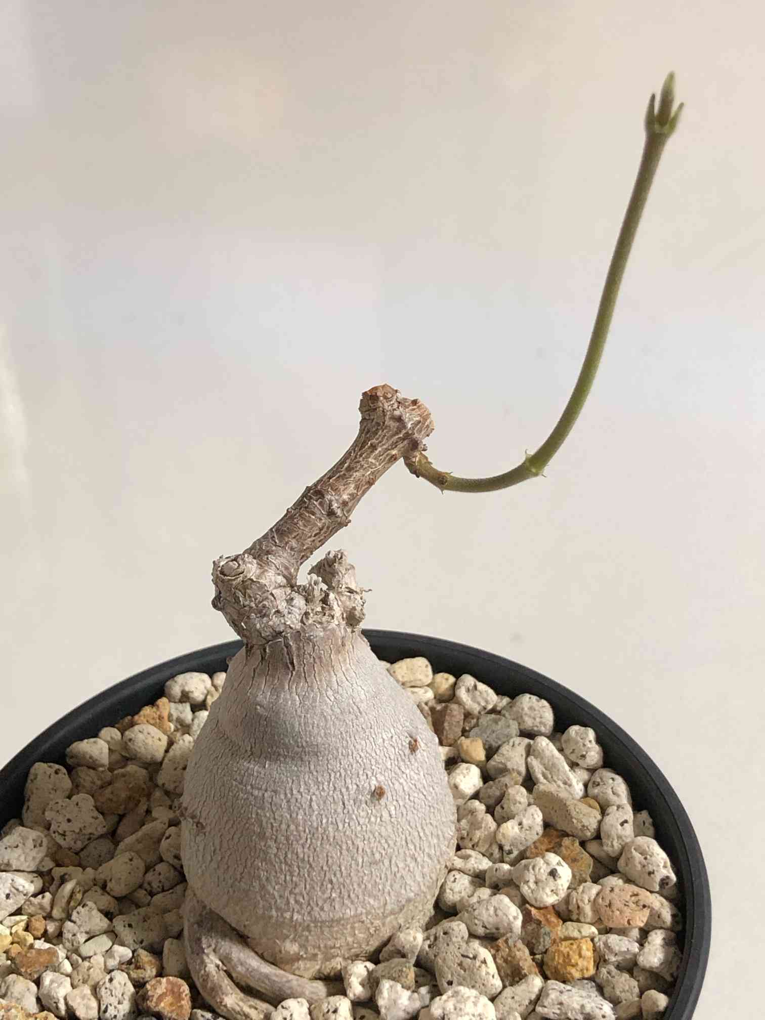 ラフィオナクメ フラナガニーの一覧｜🍀GreenSnap（グリーンスナップ）