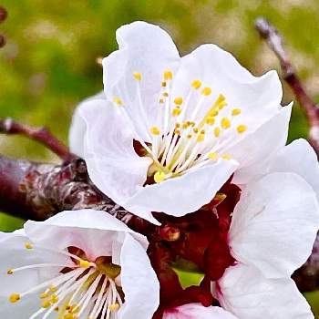 十月桜,アデニウム,ガジュマル,ユーフォルビア属,ちび花キリンの画像