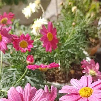 お花を楽しむ,私の趣味,手作りの庭,お花のある暮らし,ボンザ・マーガレットの画像